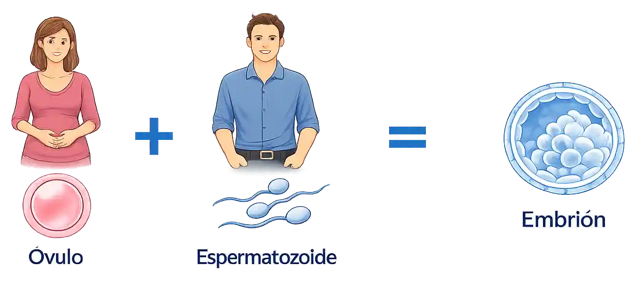 Proceso de Fecundación In Vitro: Óvulo + Espermatozoide = Embrión