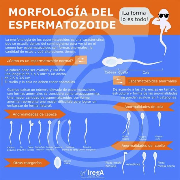 Datos Curiosos Sobre Los Espermatozoides Infografía